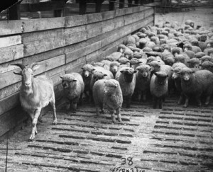 Judas Goat leading Sheep into a Slaughter House