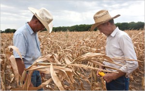 Farmers Inspect their withered crop