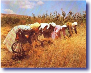 Pimping Jesus - Women Harvesting A Field