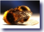 DNA Apocalypse - Dead Bee